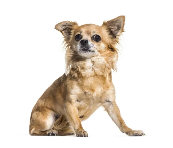 Chihuahua hund sitter mot vit bakgrund — Stockfoto