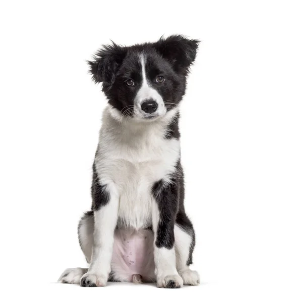 Трехмесячный щенок черно-белого бордер-колли сидит — стоковое фото