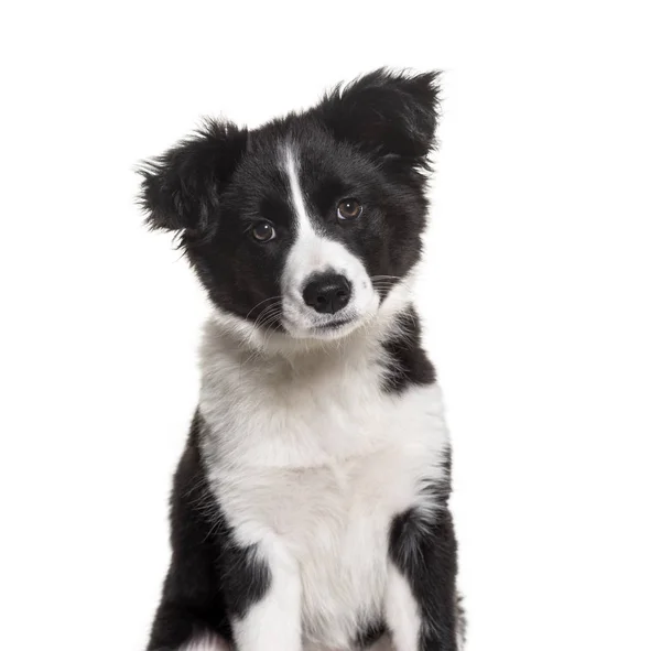 Drie maanden oud puppy zwart-wit Border Collie hond zitten — Stockfoto