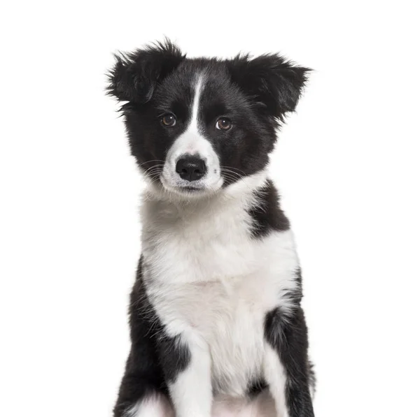 Tres meses de edad cachorro blanco y negro Frontera Collie perro sentado —  Fotos de Stock