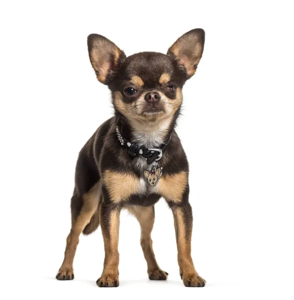 Illness Chihuahua with one eye less standing against white — Stock Photo, Image