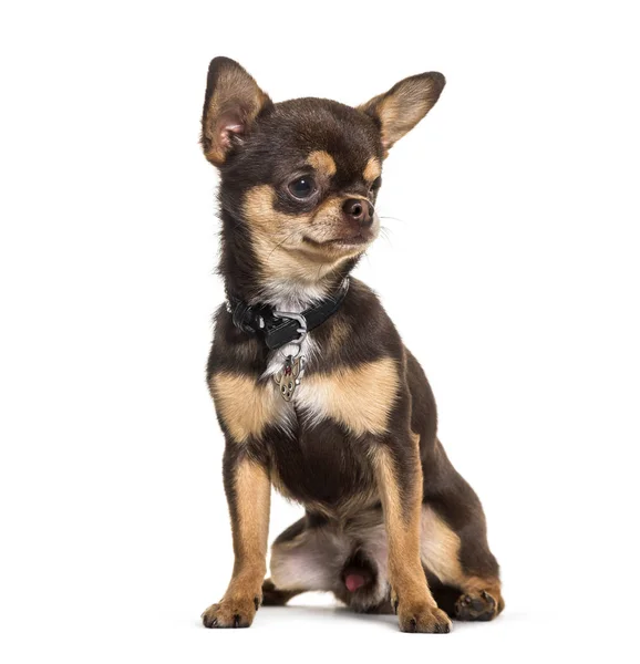 Nemoc Chihuahua s jedním okem méně sedí proti bílé — Stock fotografie