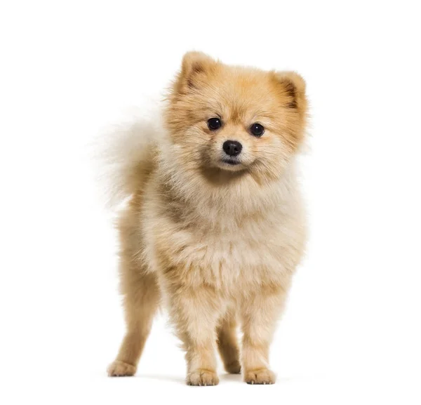 Pomeranian cão de pé contra fundo branco — Fotografia de Stock