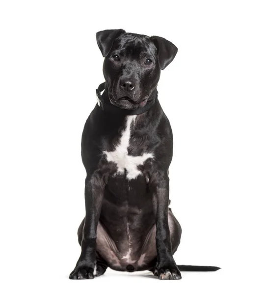 Змішаний собака сидить на білому тлі — стокове фото