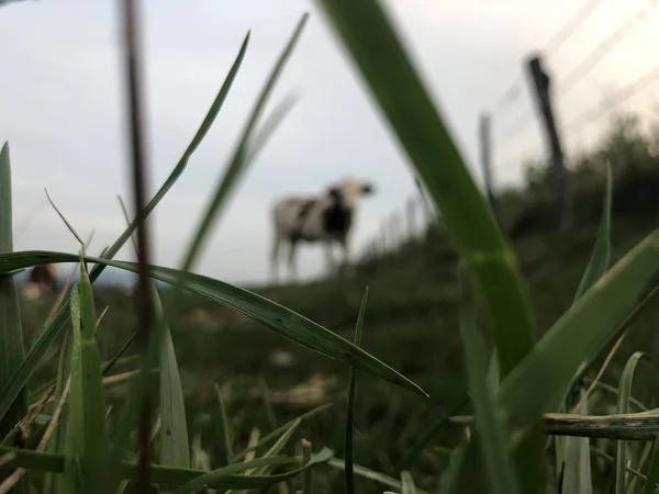 Корова Монбельярде это порода красного молочного скота. — стоковое фото