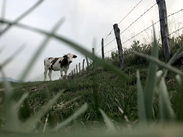 La mucca di Montbeliarde è una razza di bovini da latte rossi pied — Foto Stock