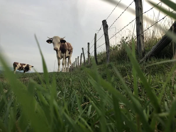 Корова Монбельярде это порода красного молочного скота. — стоковое фото