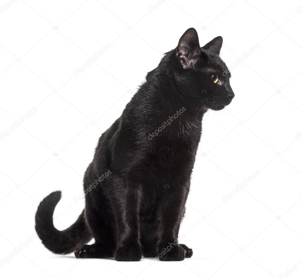Black mixed-breed domestic cat sitting against white background