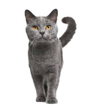 Chartreux kedisi, 16 aylık, beyaz bir köylünün önünde duruyor.