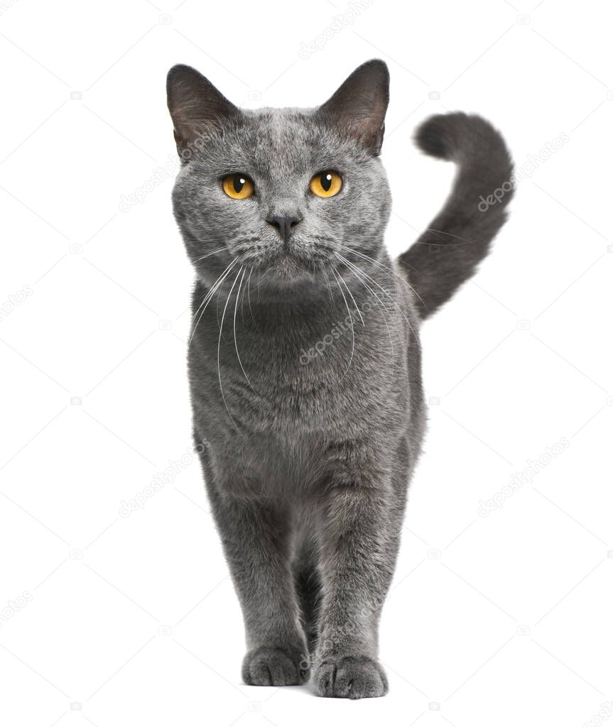 Chartreux cat, 16 months old, standing in front of white backgro