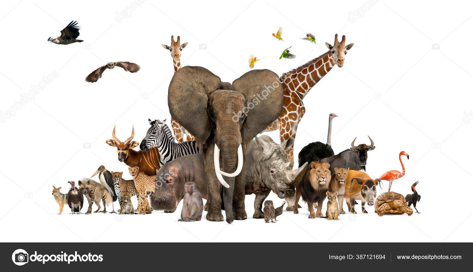 Many animal together Stock Photos, Royalty Free Many animal together Images | Depositphotos Many animal together Stock Photos, Royalty Free Many animal together Images | Depositphotos