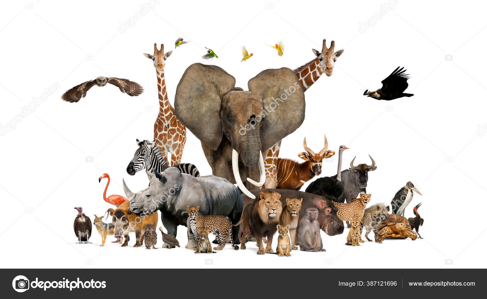 Large Group African Fauna Safari Wildlife Animals Together Row Isolated  Stock Photo by ©lifeonwhite 387121696