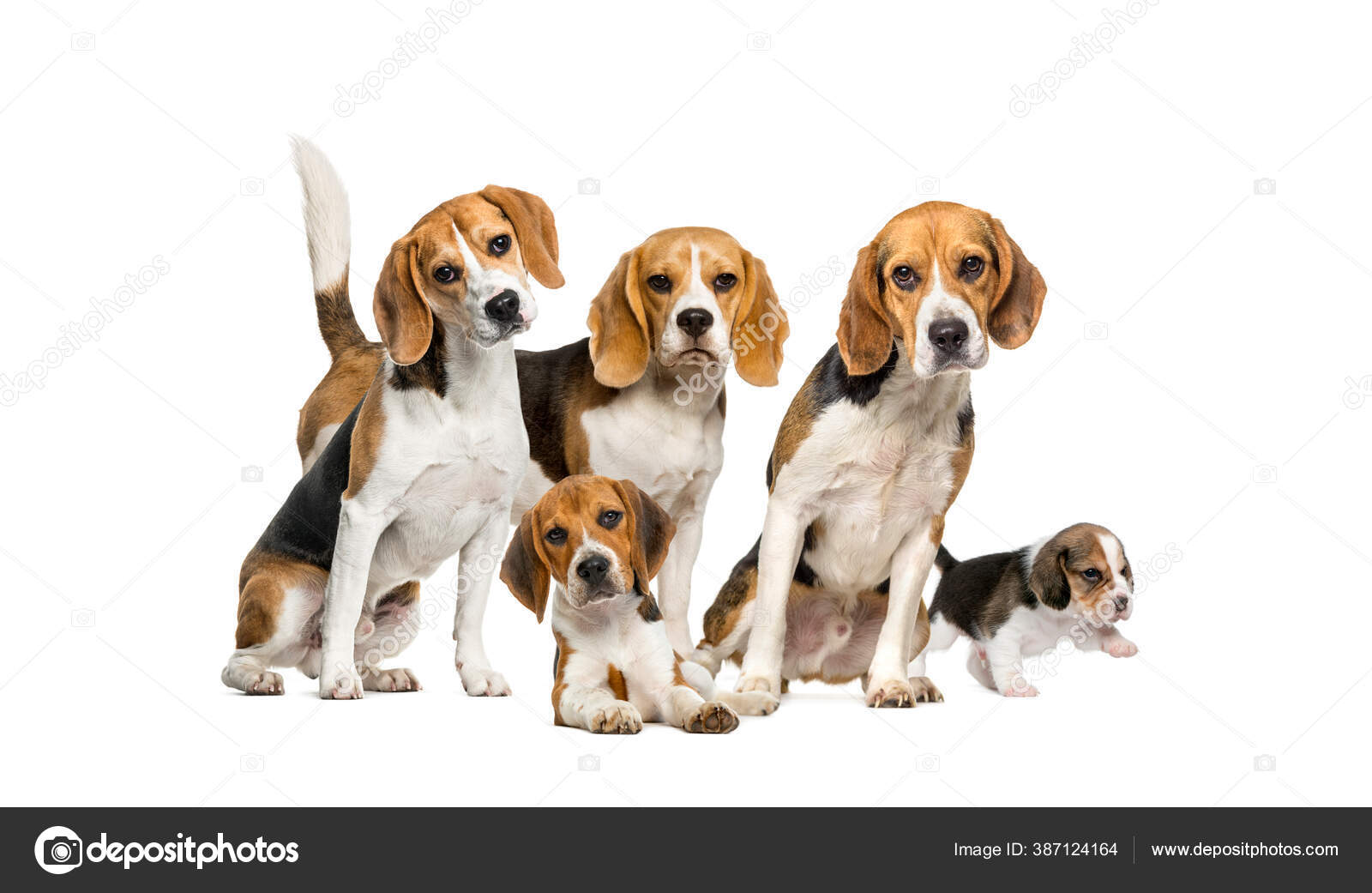 ビーグル写真素材 ロイヤリティフリービーグル画像 Depositphotos