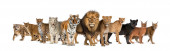 Картина, постер, плакат, фотообои "large group of many wild cats together in a row", артикул 387122742