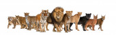 Картина, постер, плакат, фотообои "large group of many species wild cats together in a row", артикул 387122802