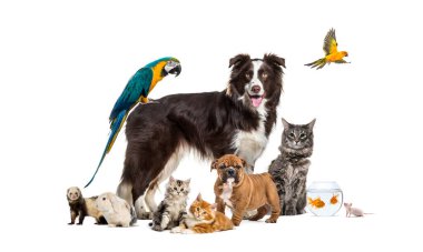 Bir çoban köpeği etrafında poz veren bir grup hayvan; köpek, kedi, gelincik, tavşan, kuş, balık, kemirgen,