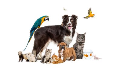 Group of pets posing around a border collie; dog, cat, ferret, rabbit, bird, fish, rodent clipart
