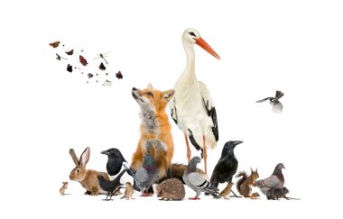 Group of many animals from european fauna park and garden, red fox, stork clipart