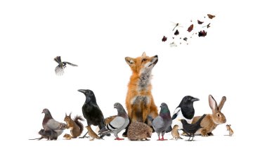 Avrupai fauna parkı ve bahçesinden bir sürü hayvan