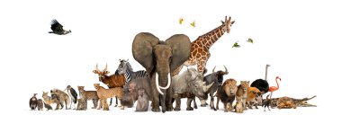 Büyük bir Afrika faunası grubu, safari yaban hayatı hayvanları arka arkaya izole edilmiş.