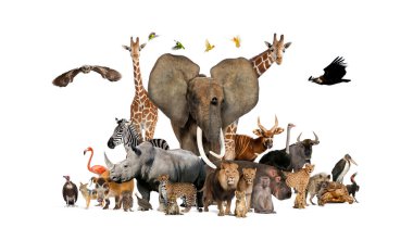 Büyük bir Afrika faunası grubu, safari yaban hayatı hayvanları arka arkaya izole edilmiş.
