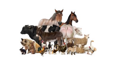 Group of many farm animals standing together clipart