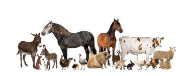 Large group of many farm animals standing together clipart