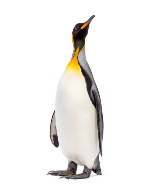 King penguin looking up, isolated on white clipart