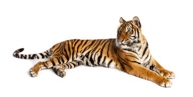 Kaplan bembeyaz yerde yatıyor.