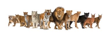 Large group of many wild cats together in a row clipart