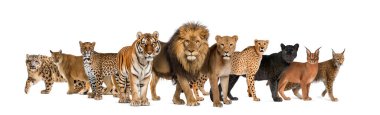 Large group of many species wild cats together in a row clipart