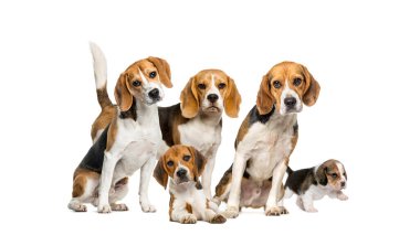 Beyaz arka planda tek başına duran bir grup Beagles köpeği.