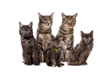 Bir grup melez kedi, beyazların üzerinde tek sıra halinde oturuyorlar.