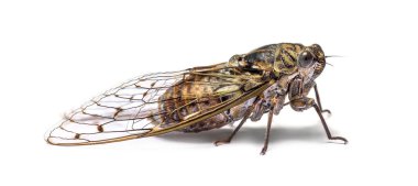 Grey Cicada, isolated on white clipart