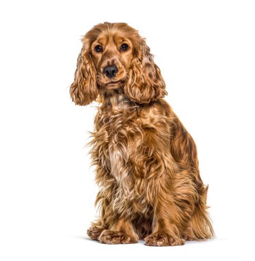 Cocker spaniel Anglais önde oturuyor.