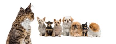 Melez kediler bir grup melez köpeğe bakıyorlar.