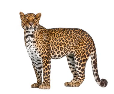 Leopar portresi, Panthera pardus, beyaz arka plan, stüdyo çekimi, resterize
