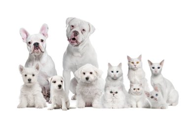 Group of white pets, cats and dogs, isolated on white clipart