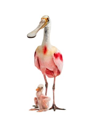 Roseate Spoonbill ve yavrusu, beyazlar içinde soyutlanmış.