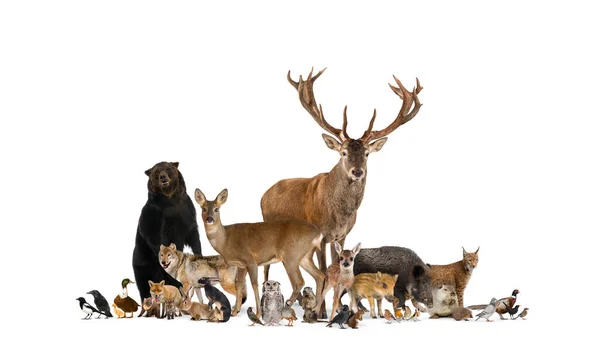 Large Group Many European Fauna Animals Bear Lynx Red Deer — Stock Photo, Image