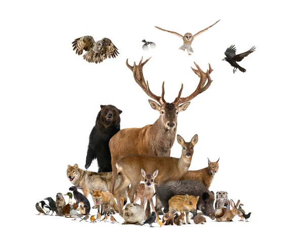 Μεγάλη Ομάδα Ευρωπαϊκών Ζώων Κόκκινο Ελάφι Κόκκινη Αλεπού Πουλί Τρωκτικό — Φωτογραφία Αρχείου