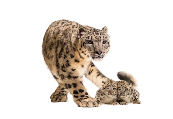Leopardo Neve Com Seus Filhotes Panthera Uncia — Fotografia de Stock