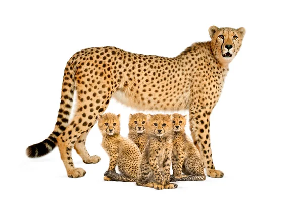Trzy Miesiące Stary Gepard Młode Siedzi Obok Oni Matka Odizolowany — Zdjęcie stockowe