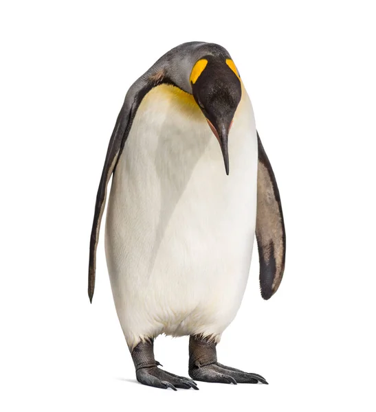 Stojící Tučňák Královský Shlíží Dolů Izolovaný — Stock fotografie