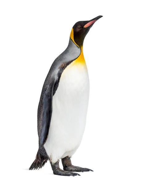 Koning Pinguïn Staande Voor Een Awhite Achtergrond — Stockfoto