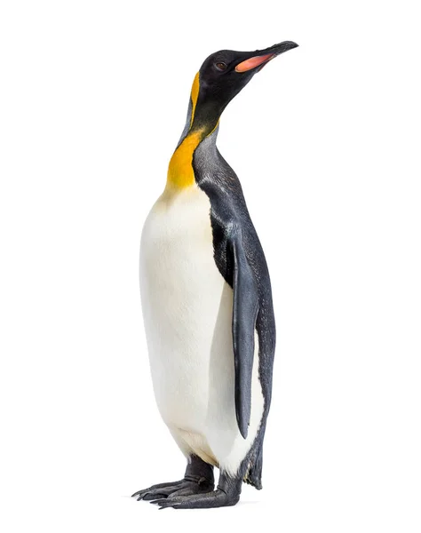 Король Пингвин Стоит Перед Белым Фоном — стоковое фото