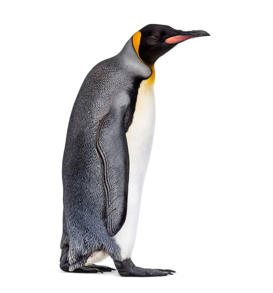 Oldalnézet Egy Király Pingvin Séta Elszigetelt Fehér — Stock Fotó