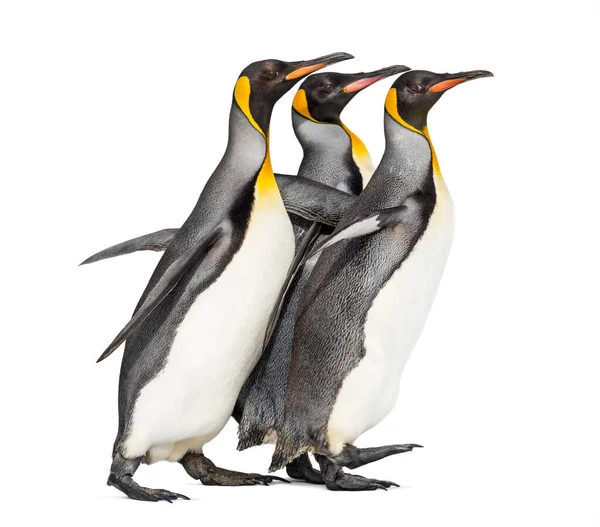Pinguins Rei Correndo Juntos Isolados — Fotografia de Stock