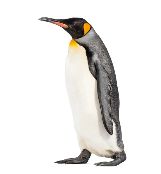 Side View King Penguin Walking Isolated White — Stock Photo, Image