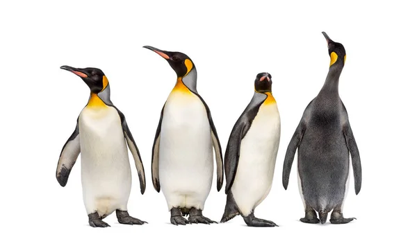 Colônia Pinguins Rei Juntos Isolados Branco — Fotografia de Stock